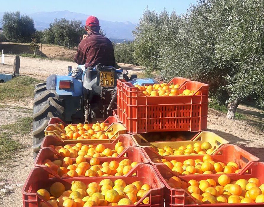 I profumi della Magna Grecia